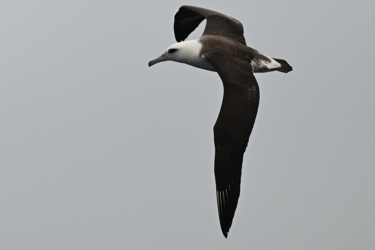 Laysanalbatros - ML643018457