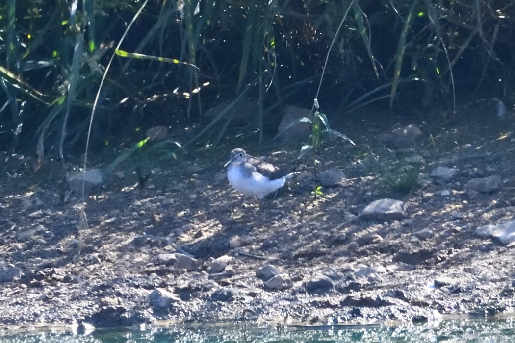 Einsiedelwasserläufer - ML643018459
