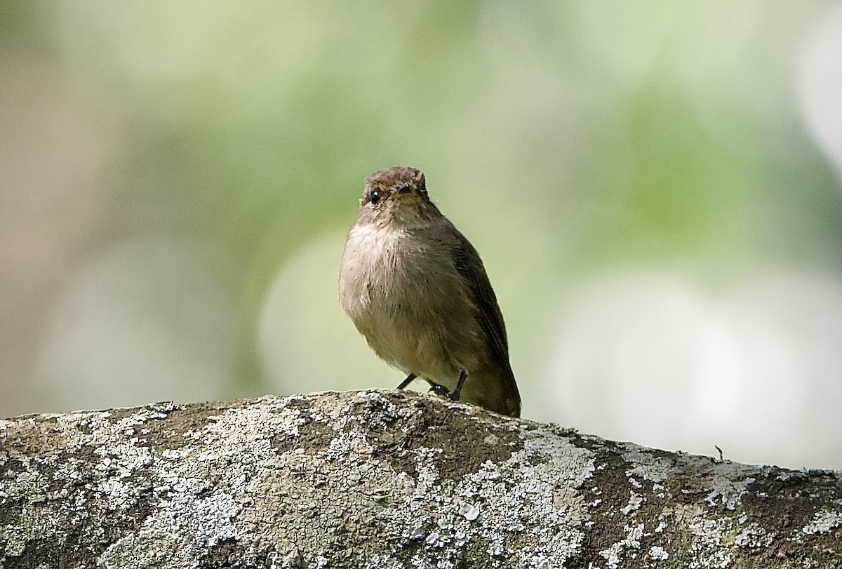 Dunkelschnäpper - ML643018460