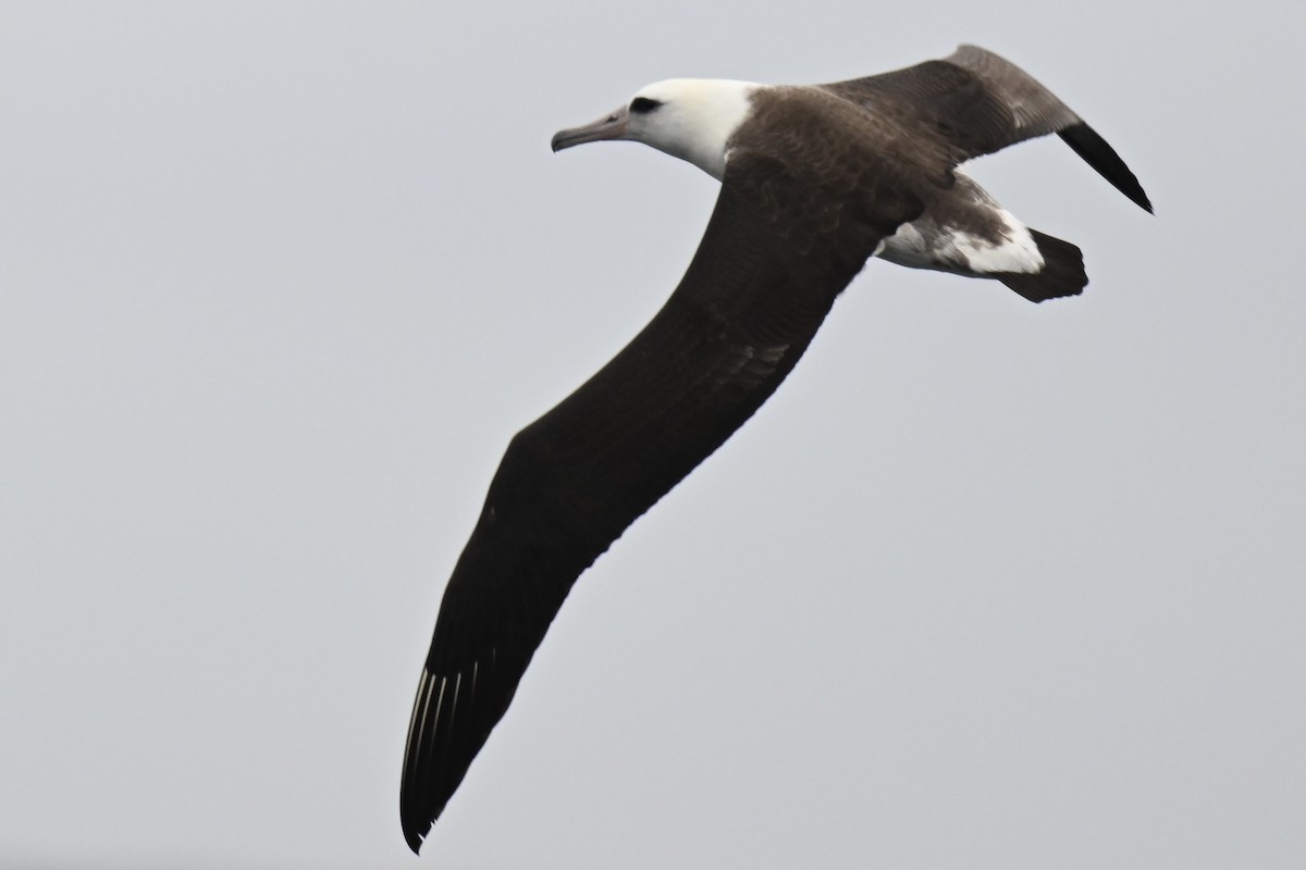Laysanalbatros - ML643018461