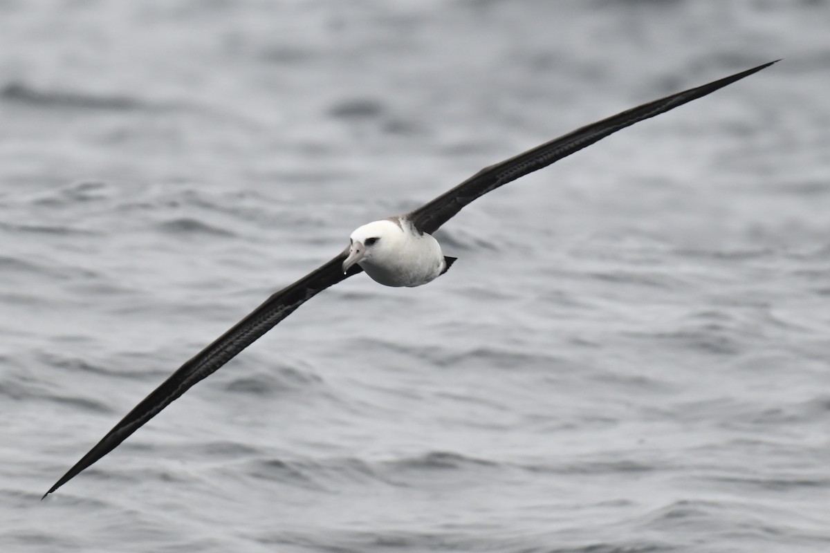 Laysanalbatros - ML643018468