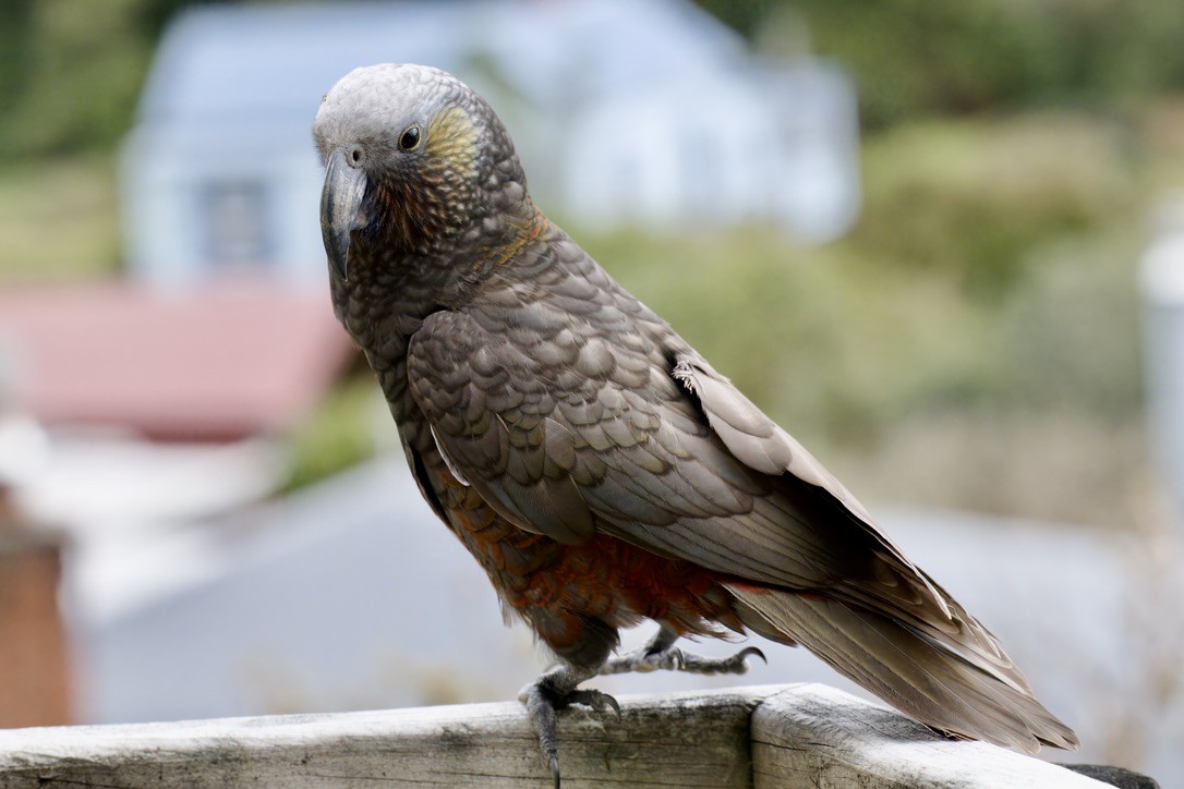 Kaka - ML643018472