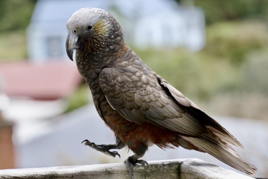 Kaka - ML643018473