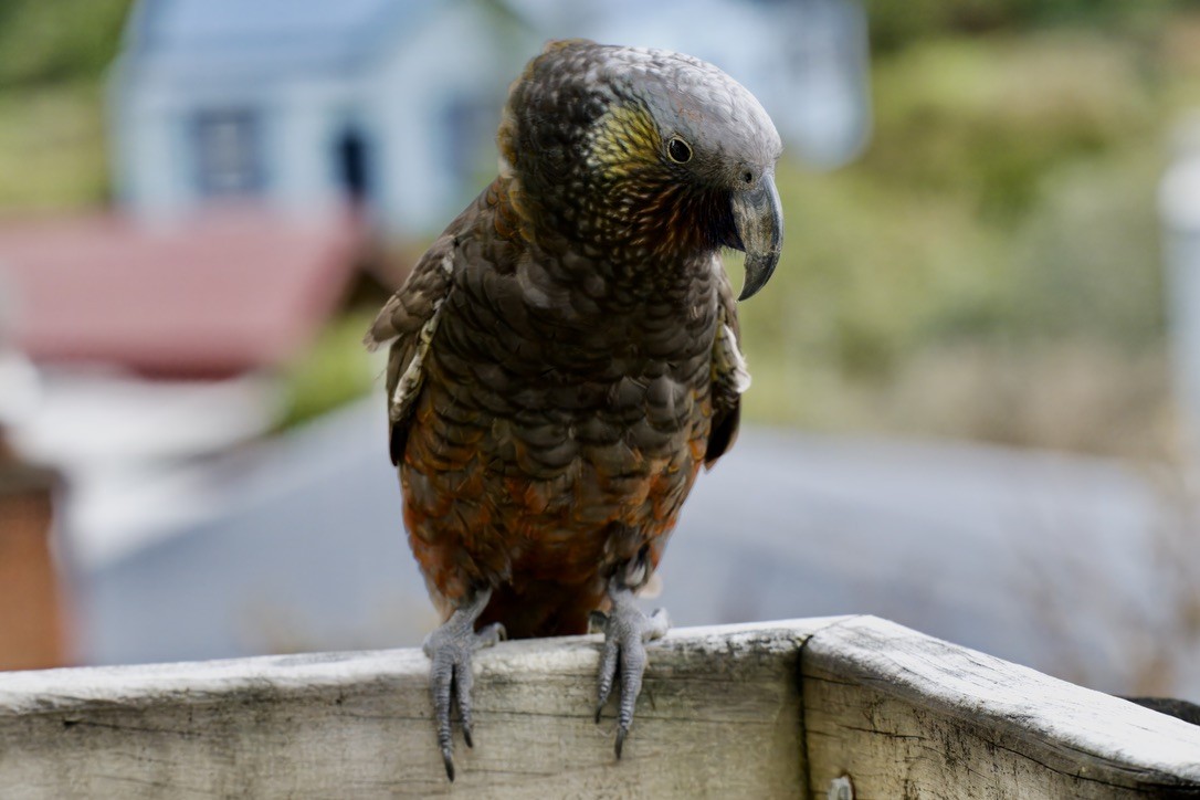 Kaka - ML643018474