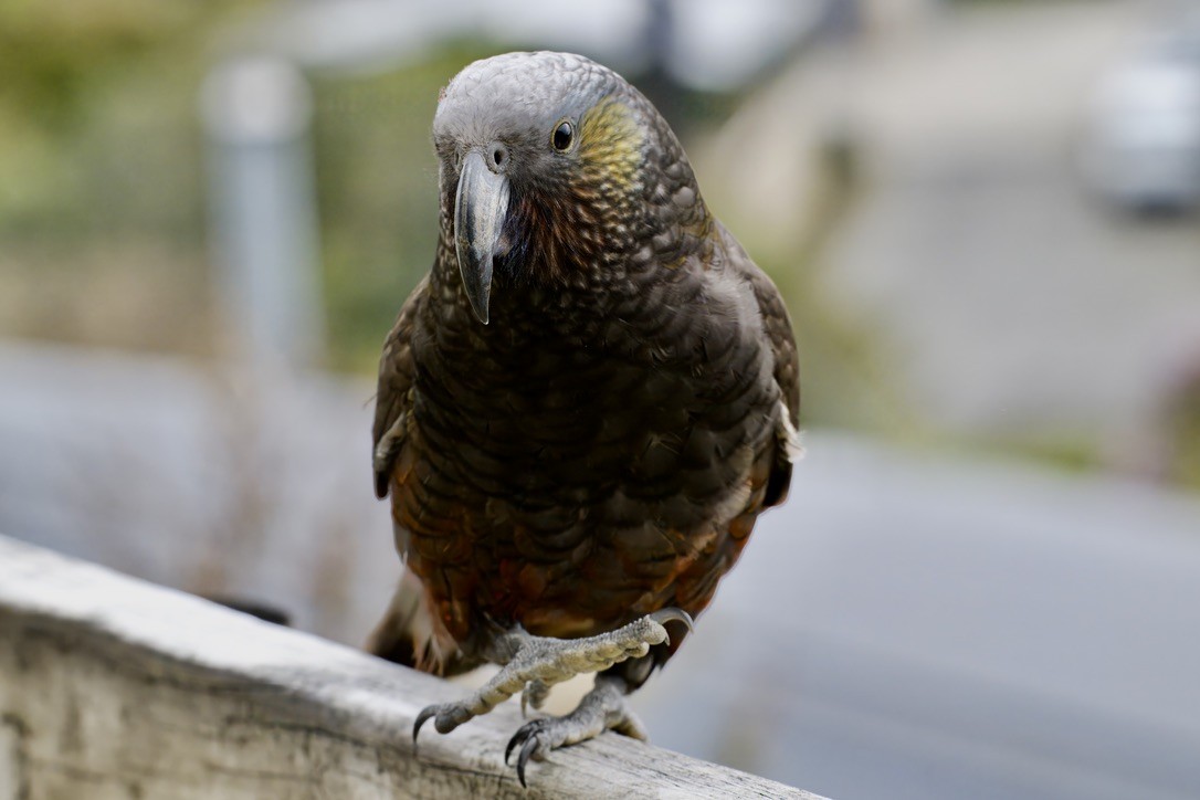Kaka - ML643018476