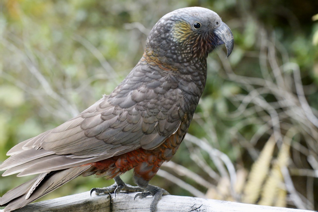 Kaka - ML643018479