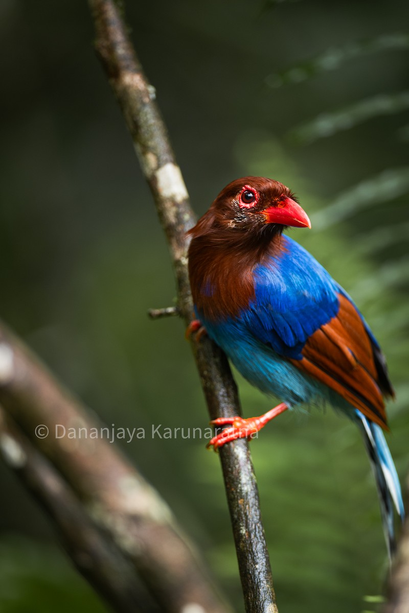 Sri Lanka Blue-Magpie - ML643018482