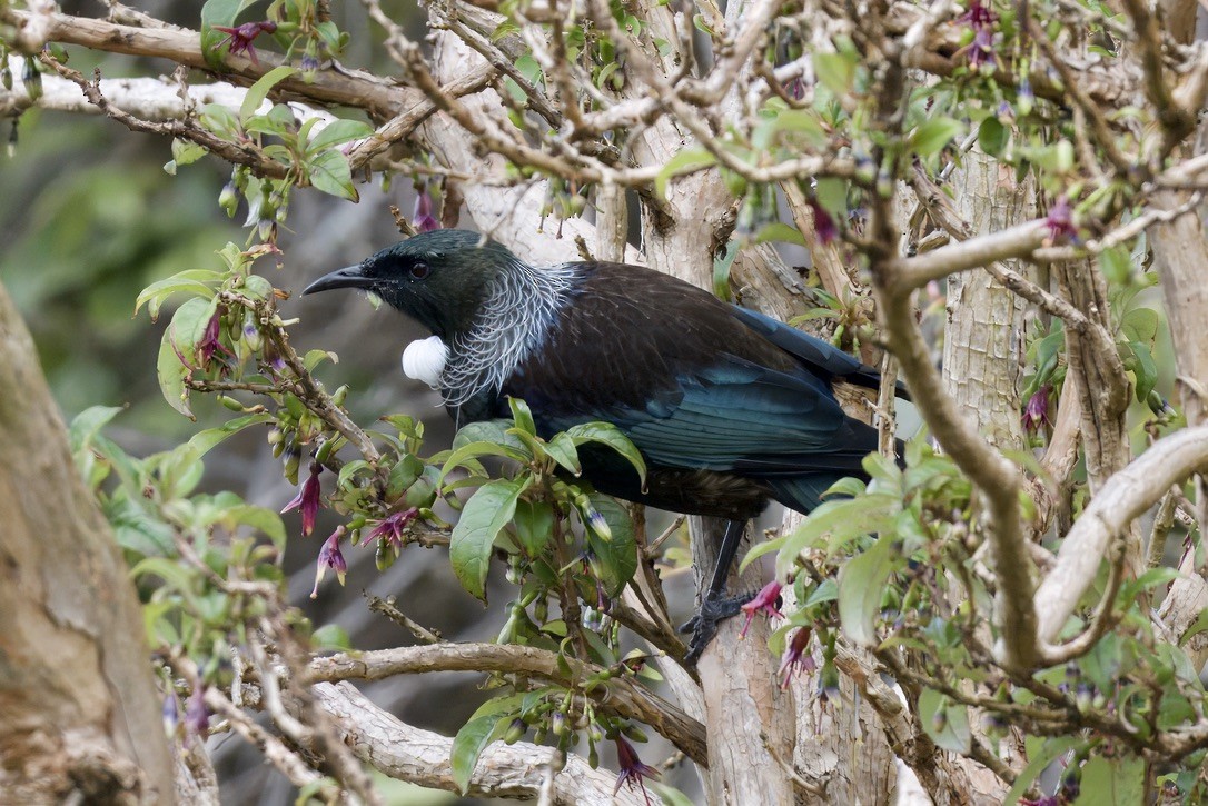 Tui - ML643018483