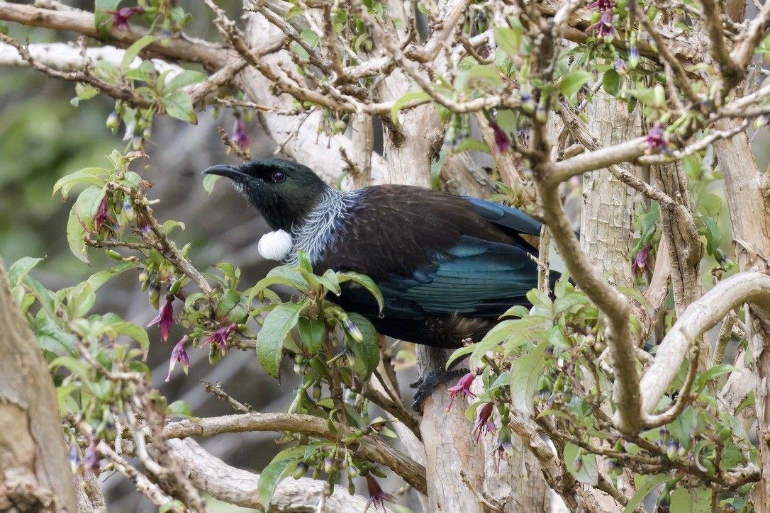 Tui - ML643018484