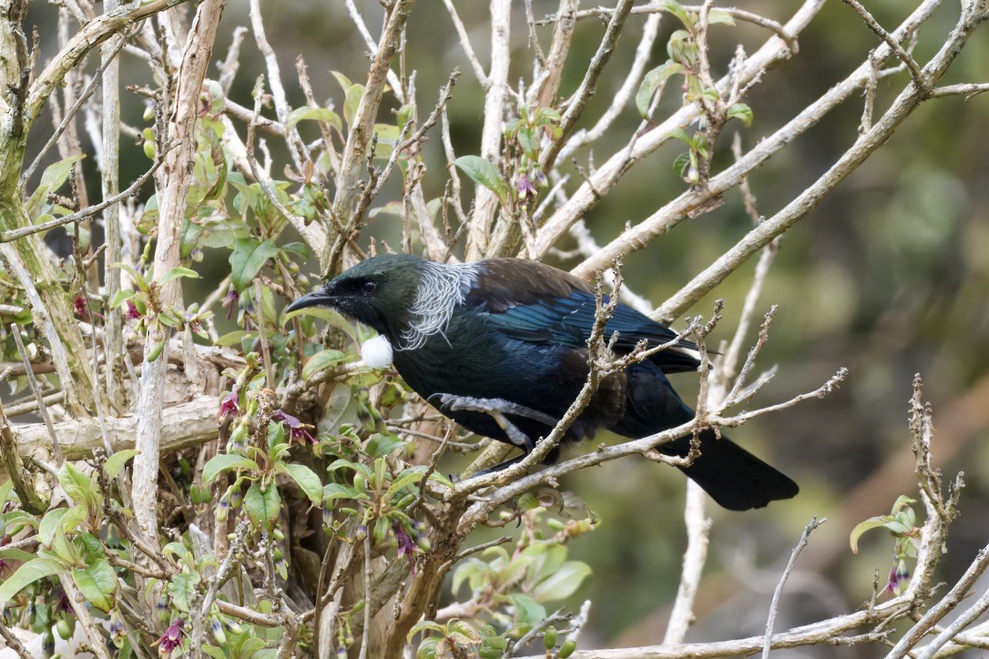 Tui - ML643018487