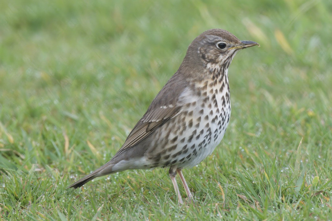 Song Thrush - ML643018488