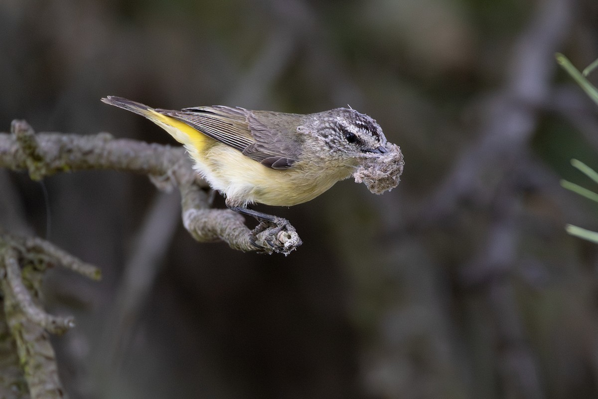 Yellow-rumped Thornbill - ML643018489