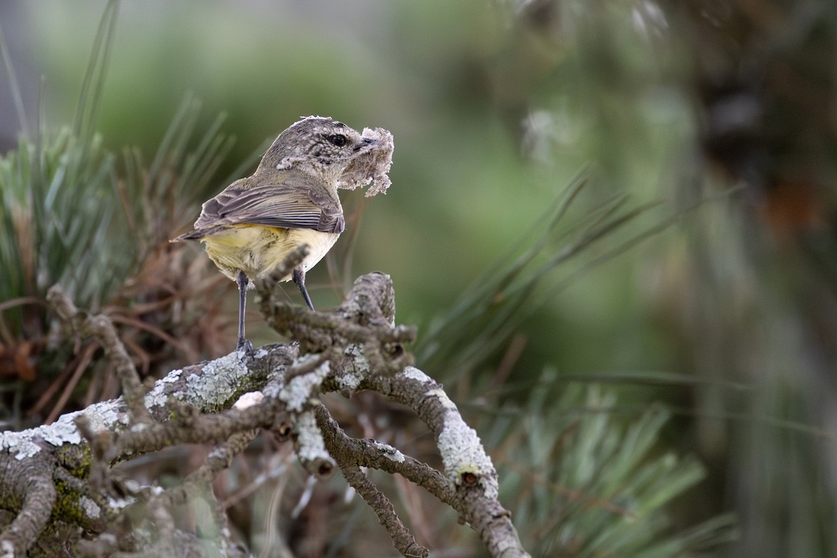 Yellow-rumped Thornbill - ML643018493