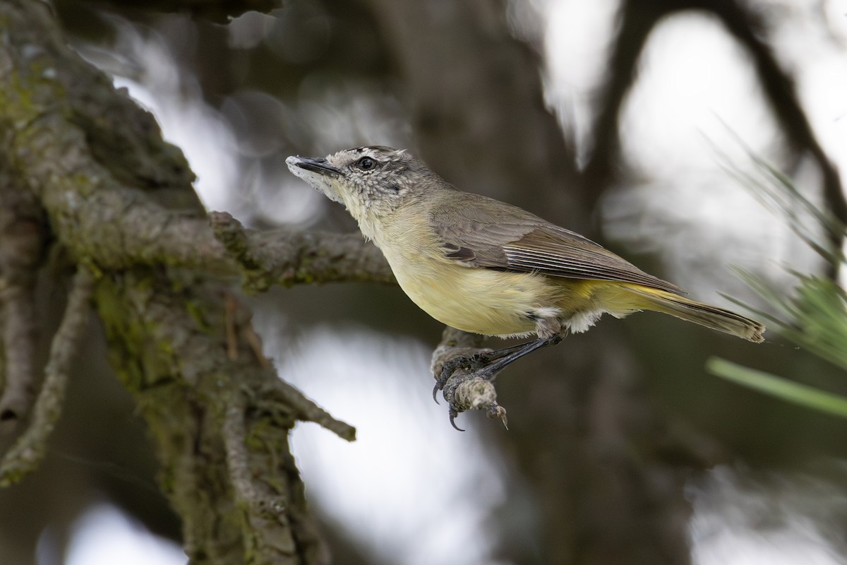 Yellow-rumped Thornbill - ML643018496