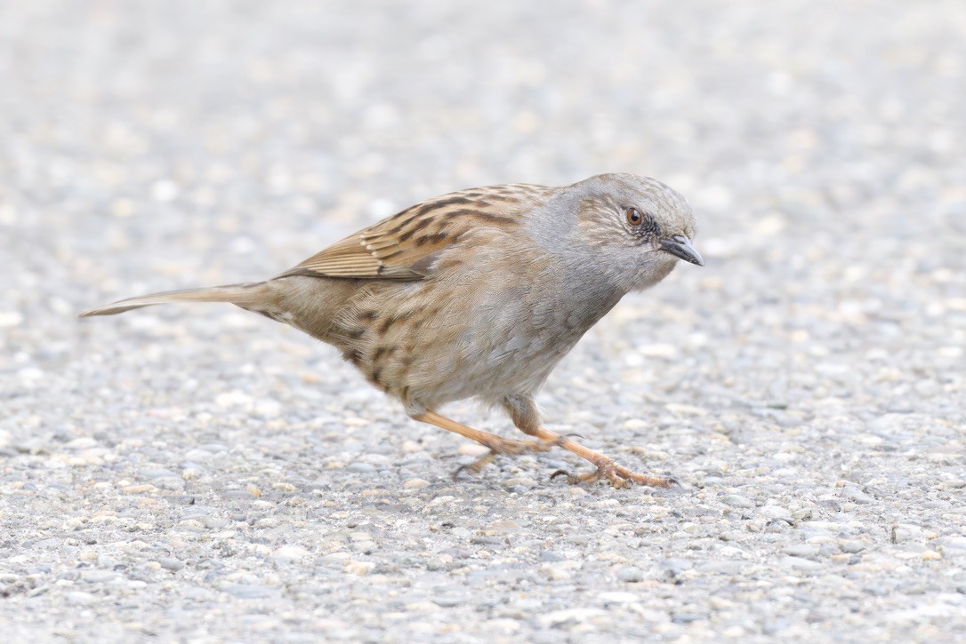 Dunnock - ML643018497