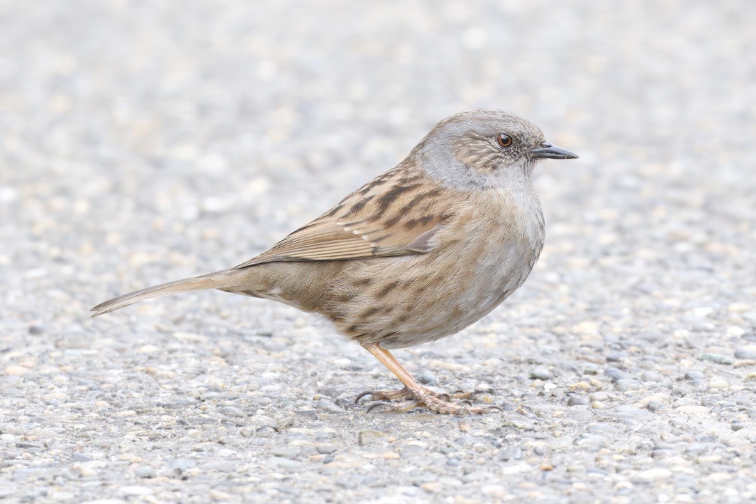 Dunnock - ML643018500