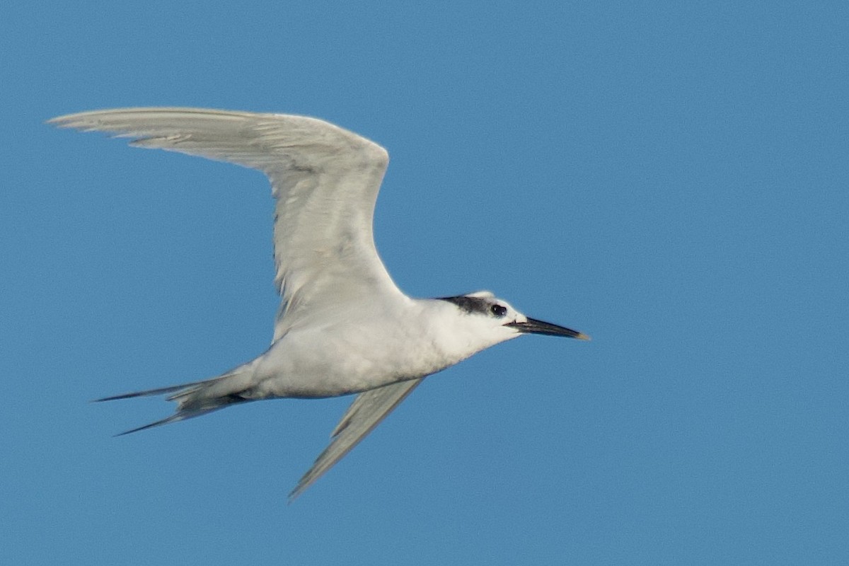 rybák severní - ML643018502