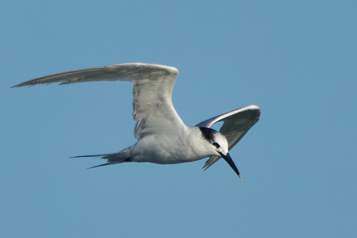 rybák severní - ML643018503