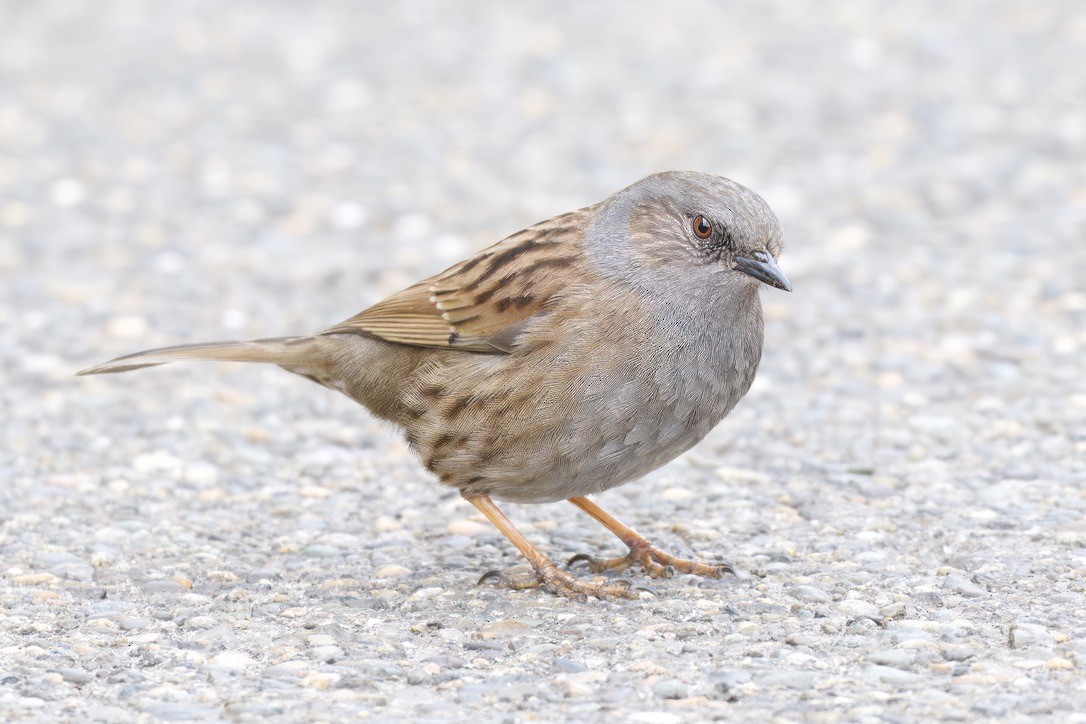 Dunnock - ML643018505