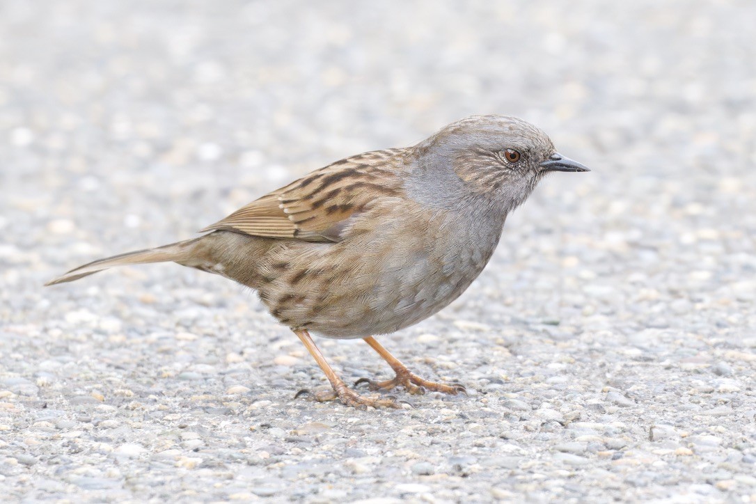 Dunnock - ML643018506