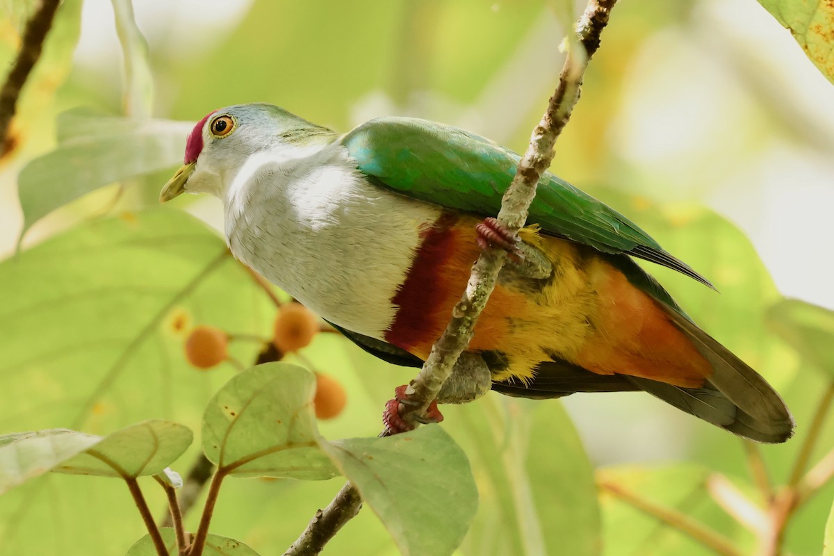 Beautiful Fruit-Dove - ML643018510