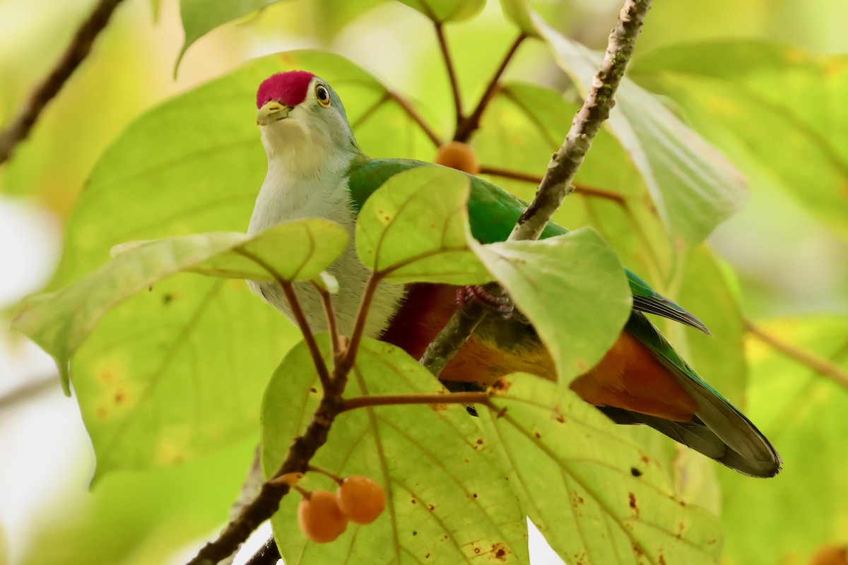 Beautiful Fruit-Dove - ML643018511