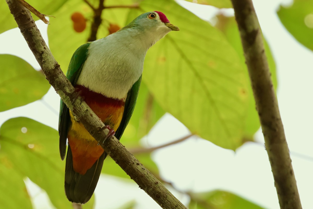 Beautiful Fruit-Dove - ML643018512