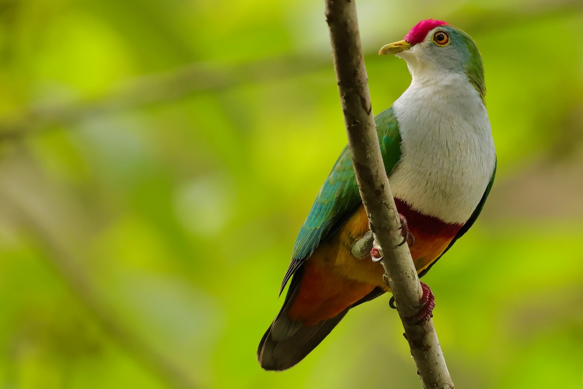Beautiful Fruit-Dove - ML643018513