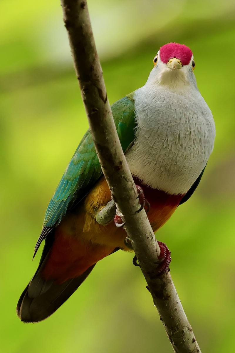 Beautiful Fruit-Dove - ML643018514