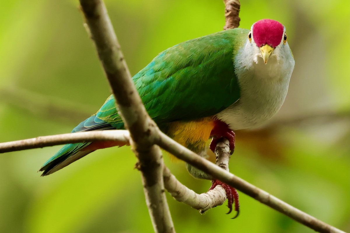Beautiful Fruit-Dove - ML643018515