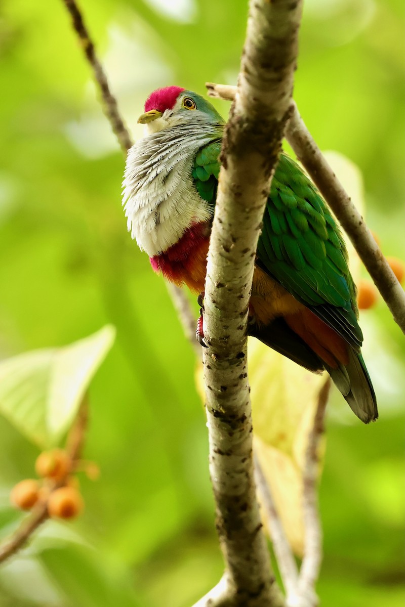 Beautiful Fruit-Dove - ML643018516