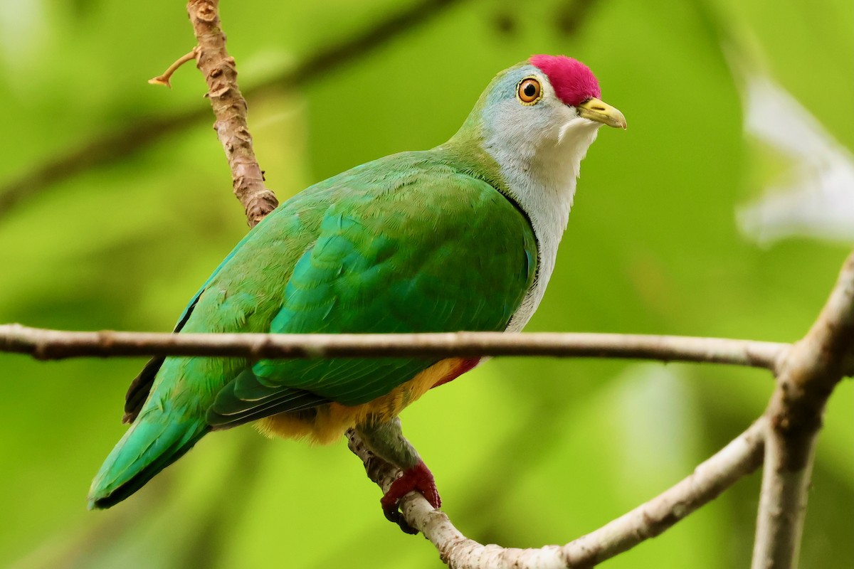 Beautiful Fruit-Dove - ML643018517