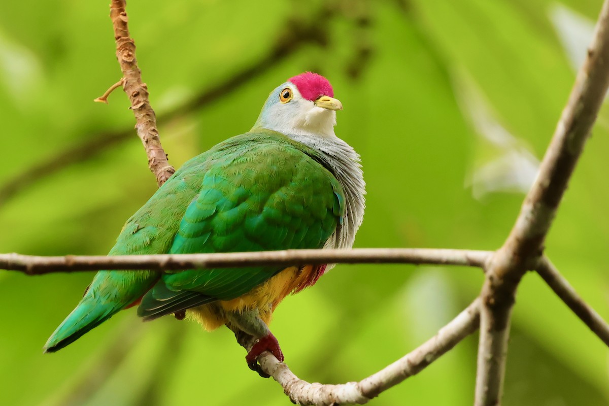 Beautiful Fruit-Dove - ML643018519