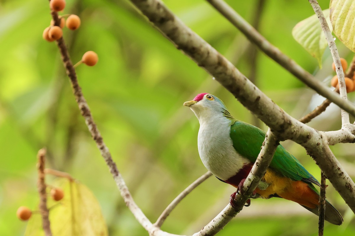 Beautiful Fruit-Dove - ML643018520