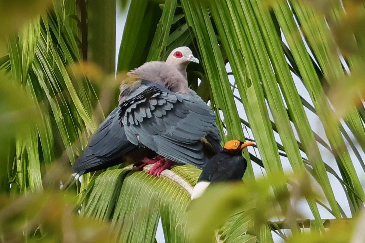 Pinon's Imperial-Pigeon (Gray-headed) - ML643018538