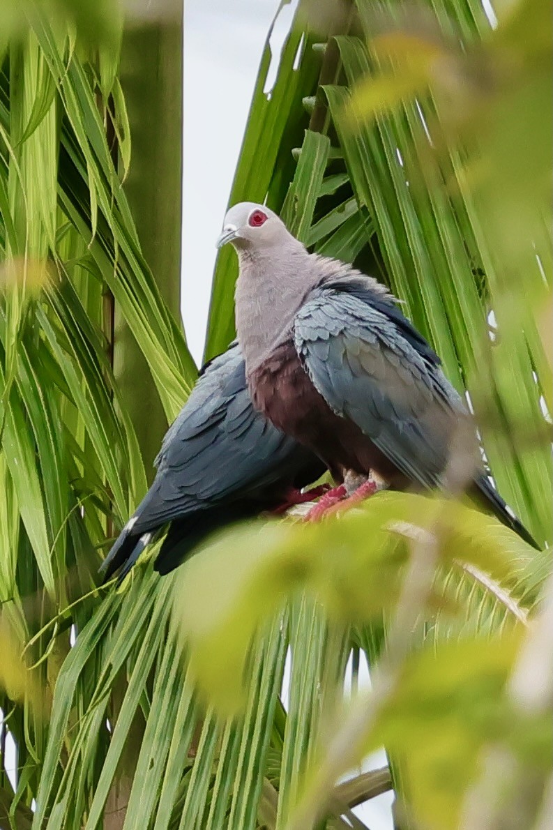 Pinon's Imperial-Pigeon (Gray-headed) - ML643018539