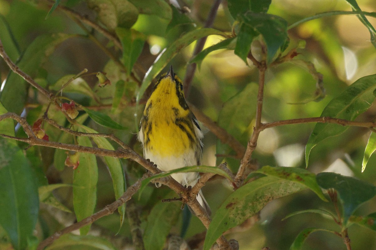 Townsend's Warbler - ML643018545