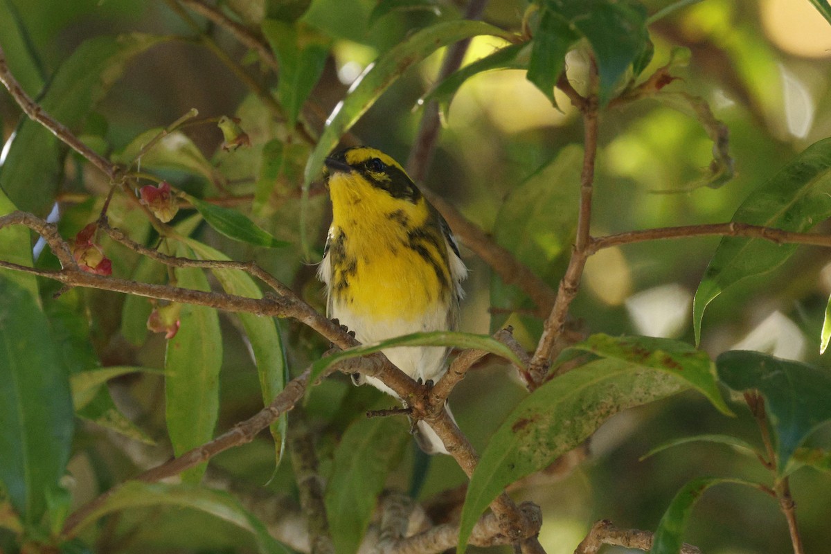 Townsend's Warbler - ML643018546