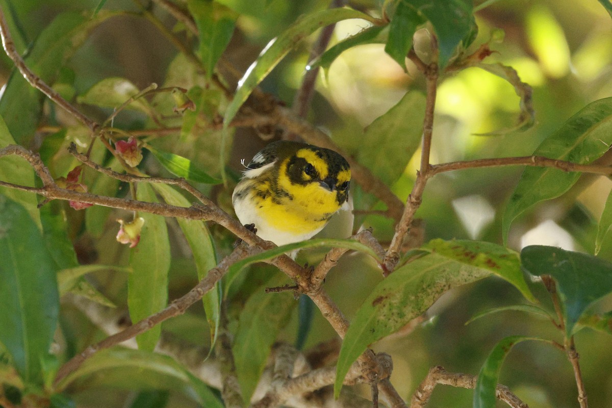 Townsend's Warbler - ML643018547