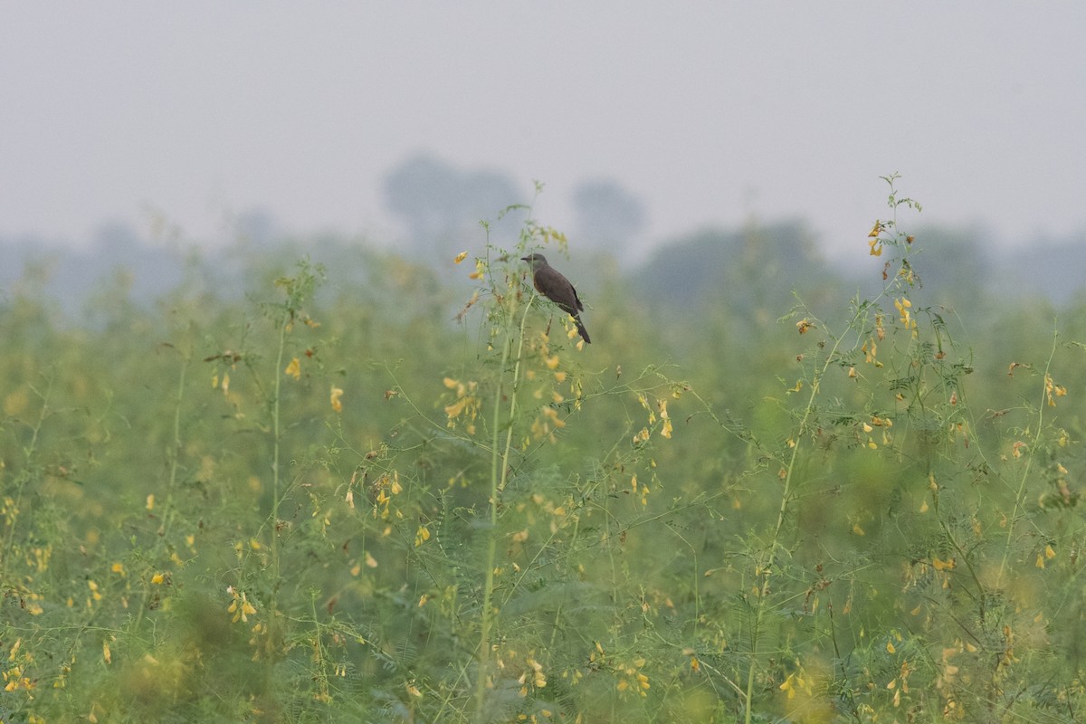 Plaintive Cuckoo - ML643018549
