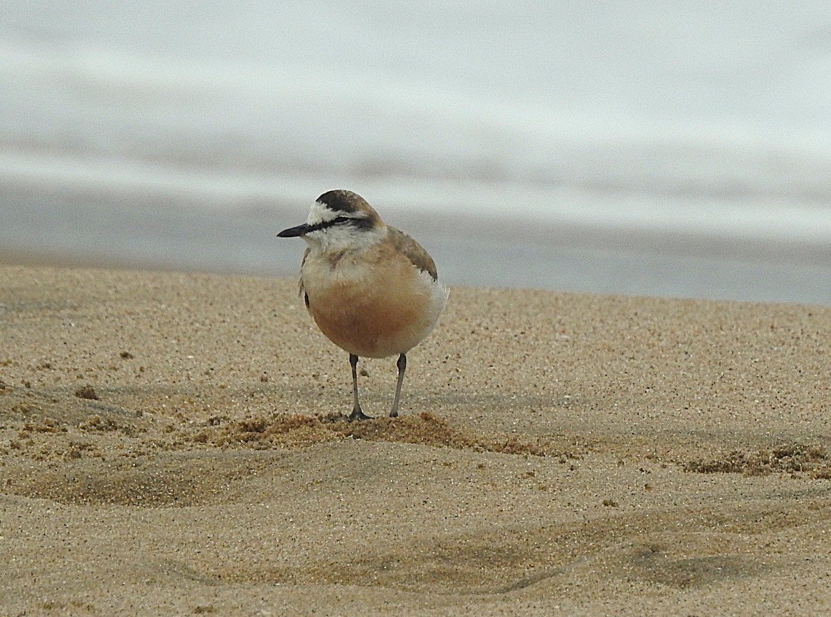 White-fronted Plover - ML643018550