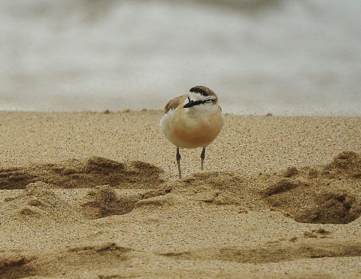 White-fronted Plover - ML643018551