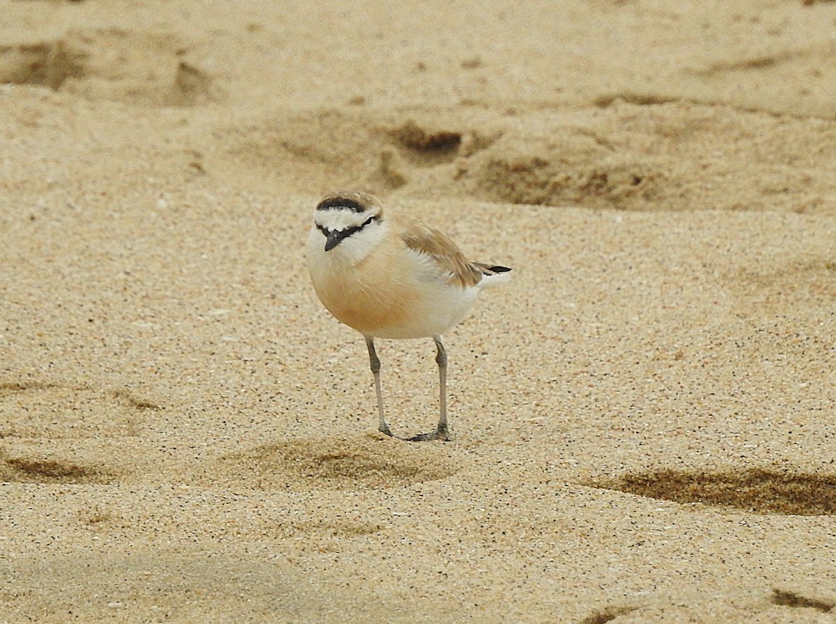 White-fronted Plover - ML643018552