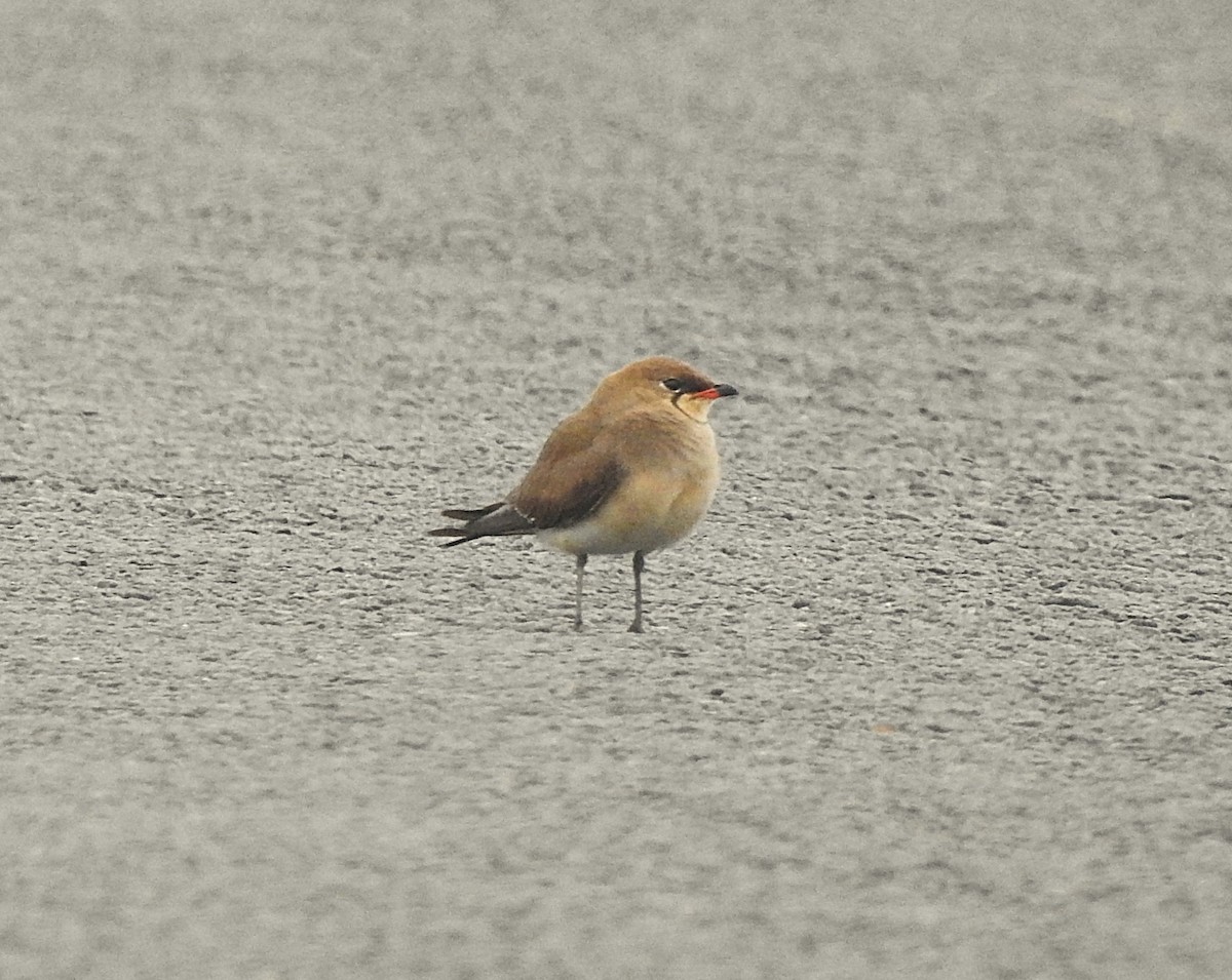 Collared Pratincole - ML643018555