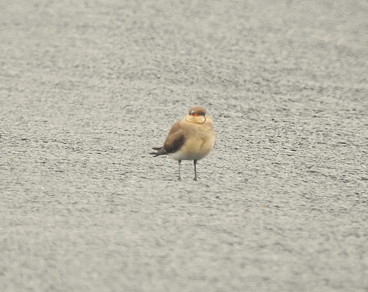Collared Pratincole - ML643018556