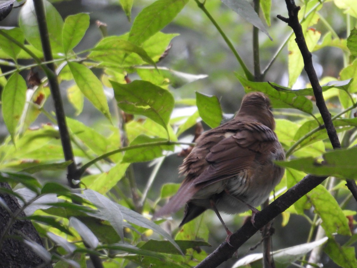Catharus sp. - ML643018570