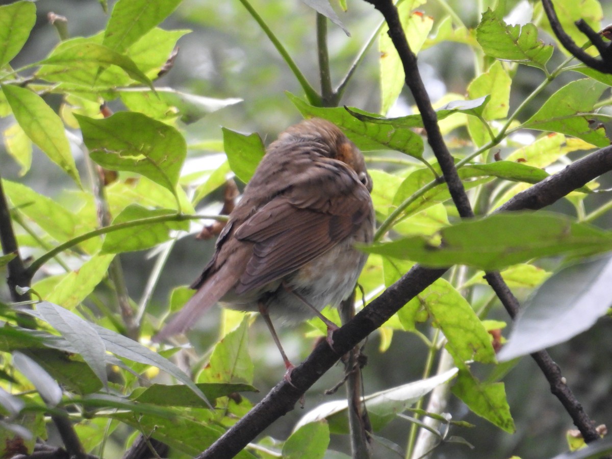 Catharus sp. - ML643018572