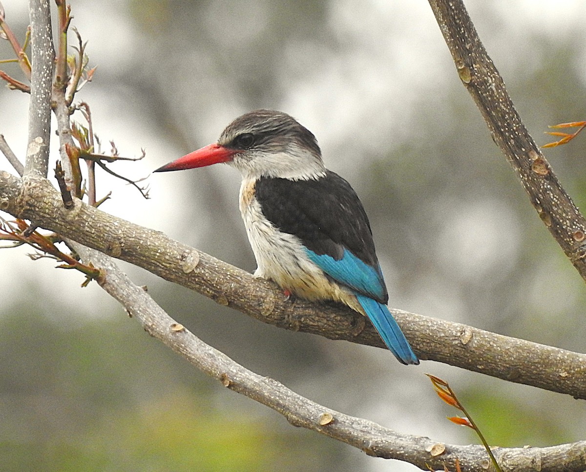 Brown-hooded Kingfisher - ML643018573