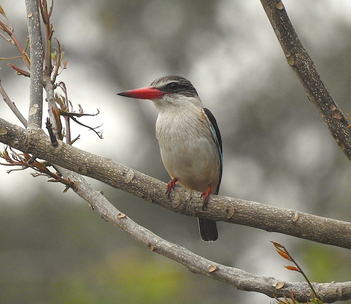 Brown-hooded Kingfisher - ML643018574