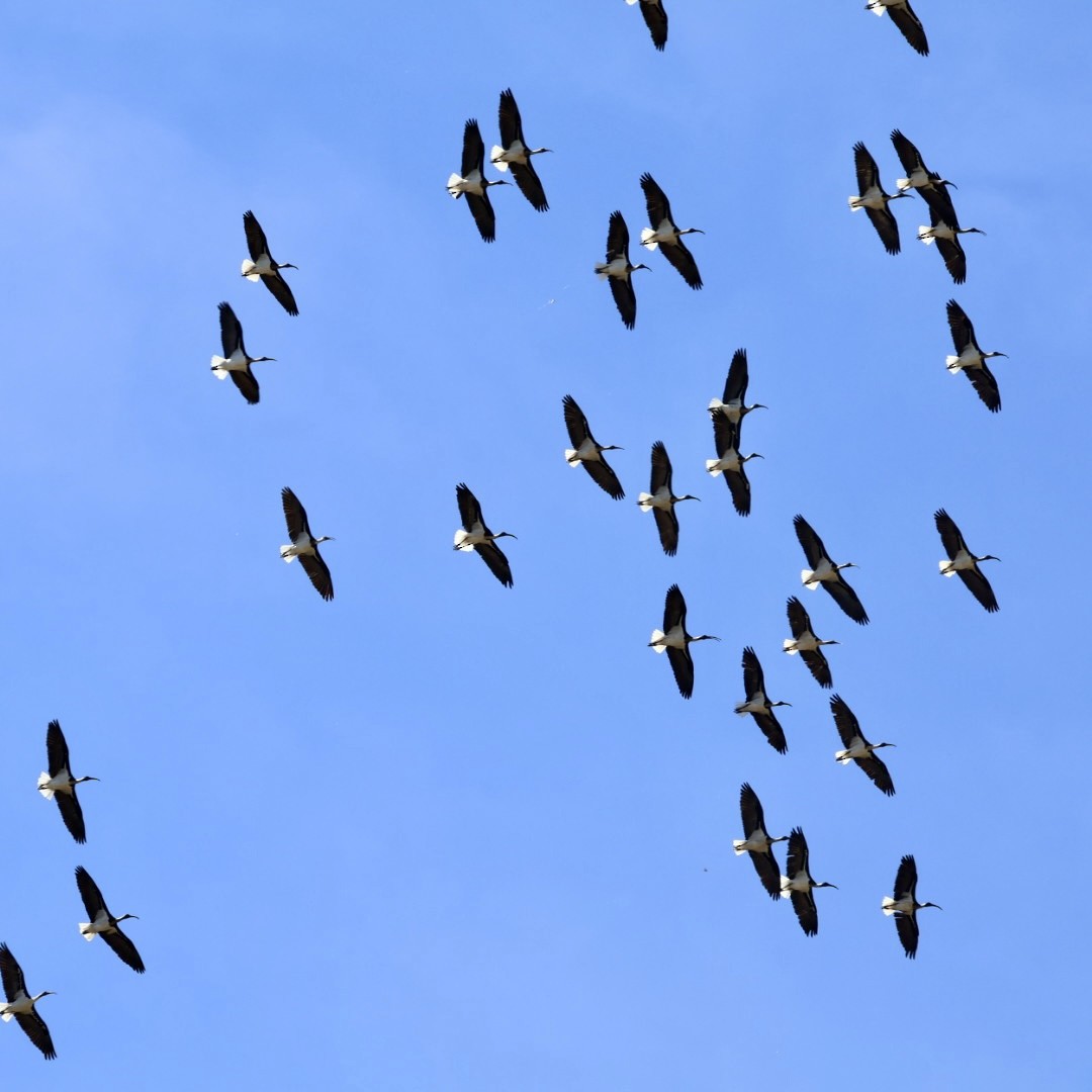 Straw-necked Ibis - ML643018575